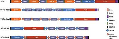 Multiplex CRISPR/Cas9-mediated raffinose synthase gene editing reduces raffinose family oligosaccharides in soybean
